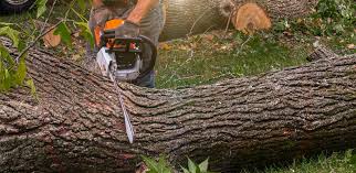 Best Hazardous Tree Removal  in Logan, UT