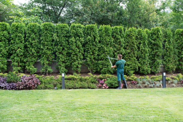 Best Tree Preservation Services  in Logan, UT