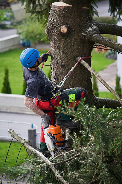Best Arborist Consultation Services  in Logan, UT