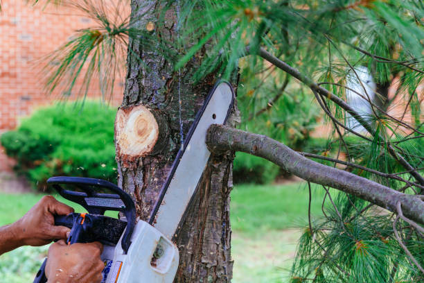Best Storm Damage Tree Cleanup  in Logan, UT